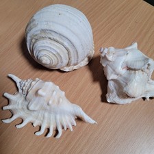 Set natural seashell for sale  Park City