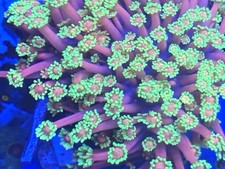 wysiwyg coral for sale wysiwyg coral for sale Washington