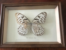 Framed butterfly taxidermy for sale  WOLVERHAMPTON