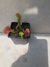 Dionaea muscipula venus for sale  WARMINSTER