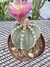 Astrophytum asterias cactus for sale  Jurupa Valley