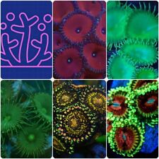 Zoa soft coral for sale  UK