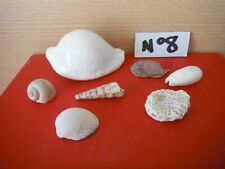 Coquillage ovula ovum d'occasion  Audenge