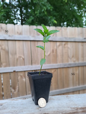 Marshmallow mint small for sale  Dallas