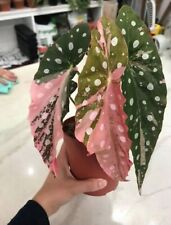 8000718 begonia flamingo for sale  Shipping to Ireland