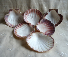 Natural deep scallop for sale  UK