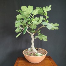 Pre bonsai fico usato  San Pancrazio Salentino