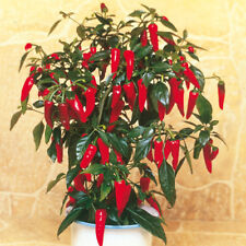 Apache hot chilli for sale  SUTTON-IN-ASHFIELD