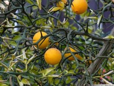 Poncirus trifoliata d'occasion  Basse-Goulaine