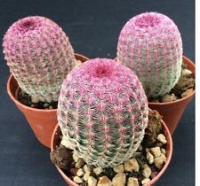 Echinocereus rigidissimus rubi for sale  LONDON