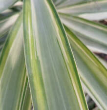Yucca elephantipes mediopicta usato  Italia
