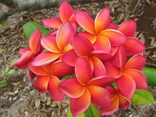 Rare waimea rooted for sale  Honolulu