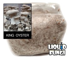 King oyster mushroom for sale  Evart