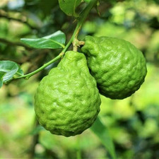 Calamondin tree inch for sale  Cleveland
