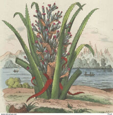 Anacardier ananas sauvage d'occasion  France