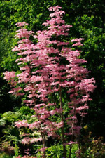 30 Semillas de Toona Sinensis FLAMINGO - Toon chino, caoba china - hojas rosas comprar usado  Enviando para Brazil
