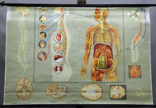 Mural médico vintage gráfico de parede sensação do corpo humano sistema nervoso de direção comprar usado  Enviando para Brazil