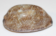 Cypraea cervus cowrie for sale  Manlius