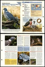 Wood pigeon 110 for sale  SLEAFORD