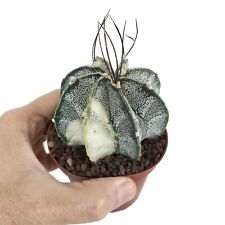 Astrophytum capricorne crassis usato  Napoli