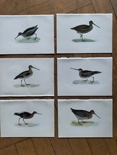Gravures zoologie oiseaux d'occasion  Metz-