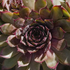 Live sempervivum red for sale  Gastonia