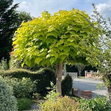 Catalpa bignonioides aurea for sale  SOUTHAMPTON