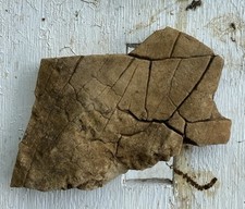 Piece fossilized wooly for sale  Brookville