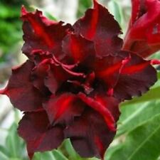 Dark red desert for sale  Ravensdale