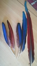 Stk vogelfedern papageienfeder gebraucht kaufen  Bayreuth