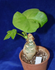 Jatropha podagric caudex for sale  MILTON KEYNES