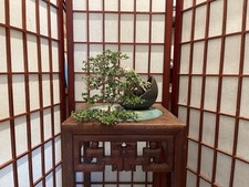tree trunks for sale tree trunks for sale Clermont
