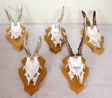 Rehgeweihe trophäenbrett zum gebraucht kaufen  Langdorf