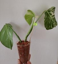 variegata monstera eingetopft gebraucht kaufen variegata monstera eingetopft gebraucht kaufen Neustadt a.d.Waldnaab