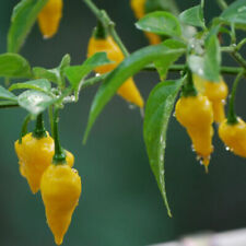 Habanero lemon yellow usato  Italia