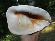 Giant cassidae cornuta for sale  Henrico