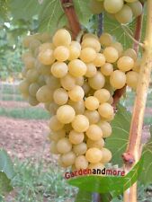 Goldgelbe wein traube gebraucht kaufen  Kronburg