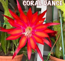 Epiphyllum coral dance d'occasion  Châtenay-Malabry