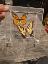 Butterfly specimen framed for sale  Chesapeake