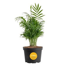 Neanthebella indoor palm for sale  Ford City