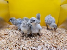 Ameraucana easter egger for sale  USA