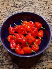 Datil sweet pepper for sale  Jacksonville