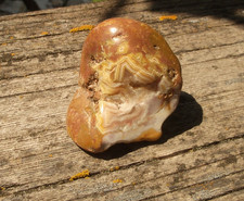Fairburn agate custer for sale  Rapid City