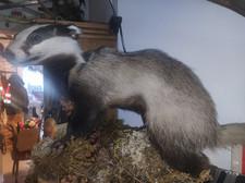 Präparierter dachs gebraucht kaufen  Eggolsheim