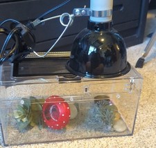 Reptile bug pet for sale  Medford