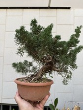 Ginepro kishu bonsai usato  Italia