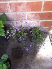 Trailing lobelia sapphire for sale  SOUTHAMPTON