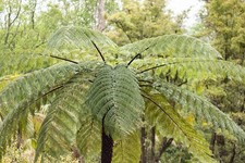 Cyathea cooperi plug for sale Cyathea cooperi plug for sale  BECCLES