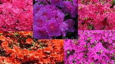 Azalea mix azaleen gebraucht kaufen Azalea mix azaleen gebraucht kaufen  Saterland