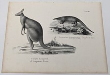 Lithographie pangolin javanais d'occasion Lithographie pangolin javanais d'occasion  Toulouse-